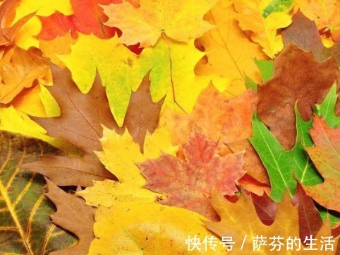 养生|金秋十月吃什么最养生不要错过7种软糯的应季食物