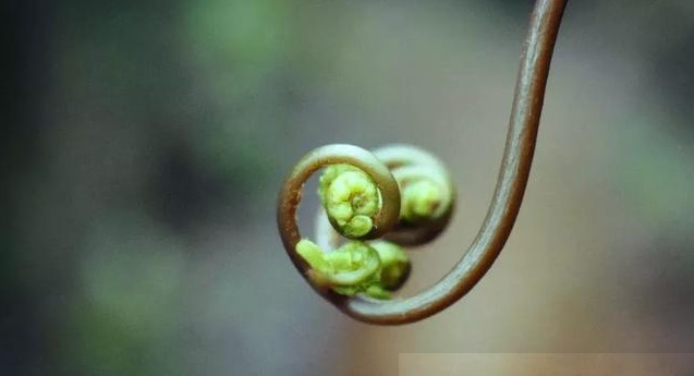 急性发作|很多癌症病人本不会死，你不要害了亲人！肿瘤专家肺腑之言