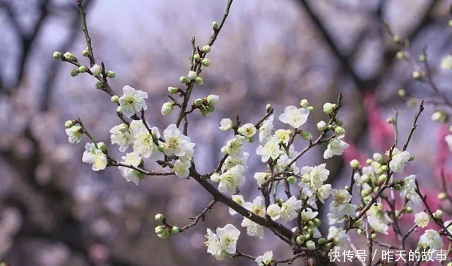 梦境|白居易最难解的一首诗,意境美得令人沉醉,苏轼模仿后成了经典