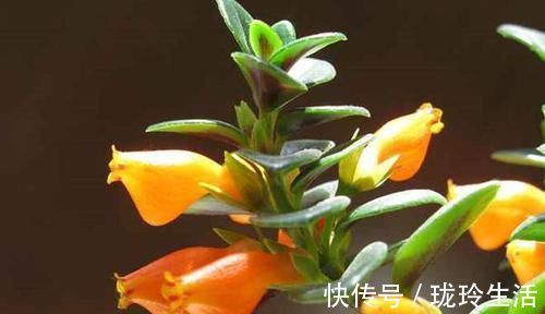养护|过新年，养此7种富贵花，开花红红火火，好运滚滚来