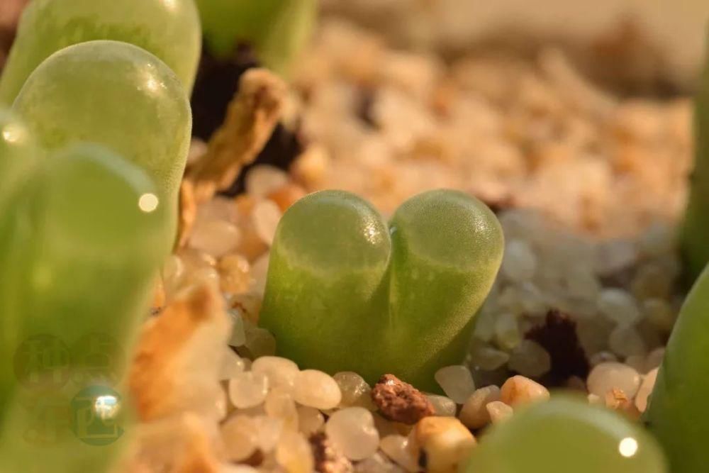 磁铁|磁铁风铃Conophytum Concordans