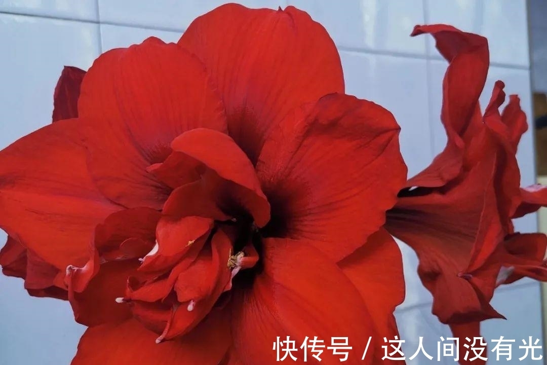 朱顶红埋土里,如何能年年开花,球变大、变多?