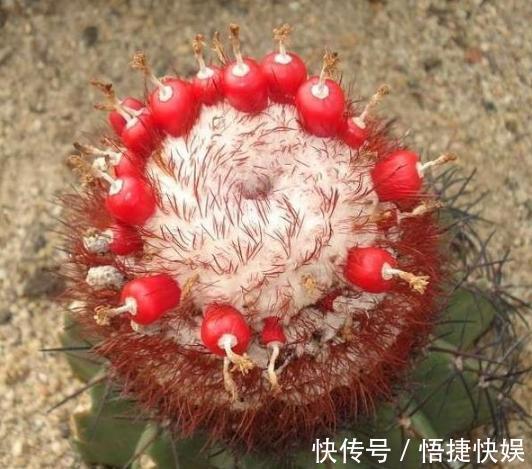 浇水|想要养好多肉植物,就从4方面下功夫,个个叶片厚实又肥美