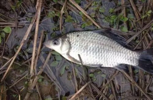 顿口|轻而易举化解轻口鱼的方案,鲫鱼瞬间土崩瓦解