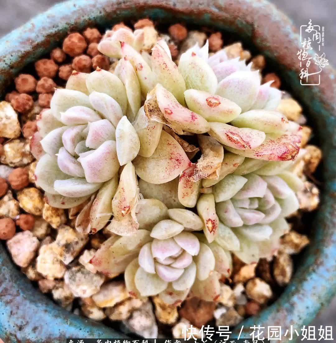 我的多肉宝宝美图，愿能给大家带来一丝轻松与愉悦！