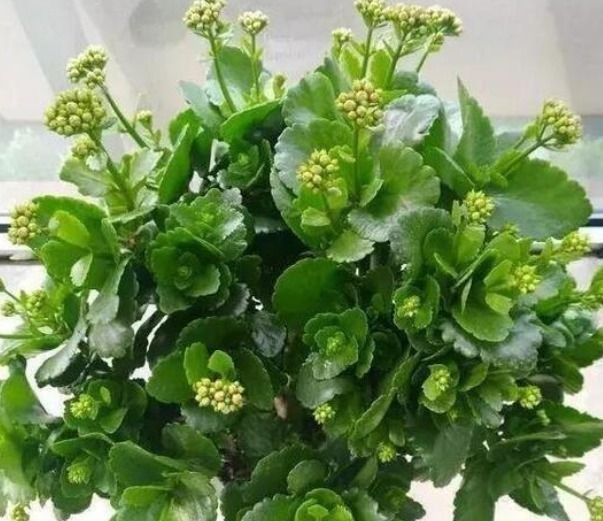 “花”也是“酒鬼”这8种花，1月喝2次，长得却非常好看葱绿！