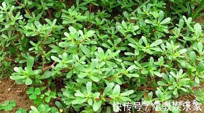 鱼香肉丝|这8道菜简单美味又营养,超下饭,吃不够,适合春天