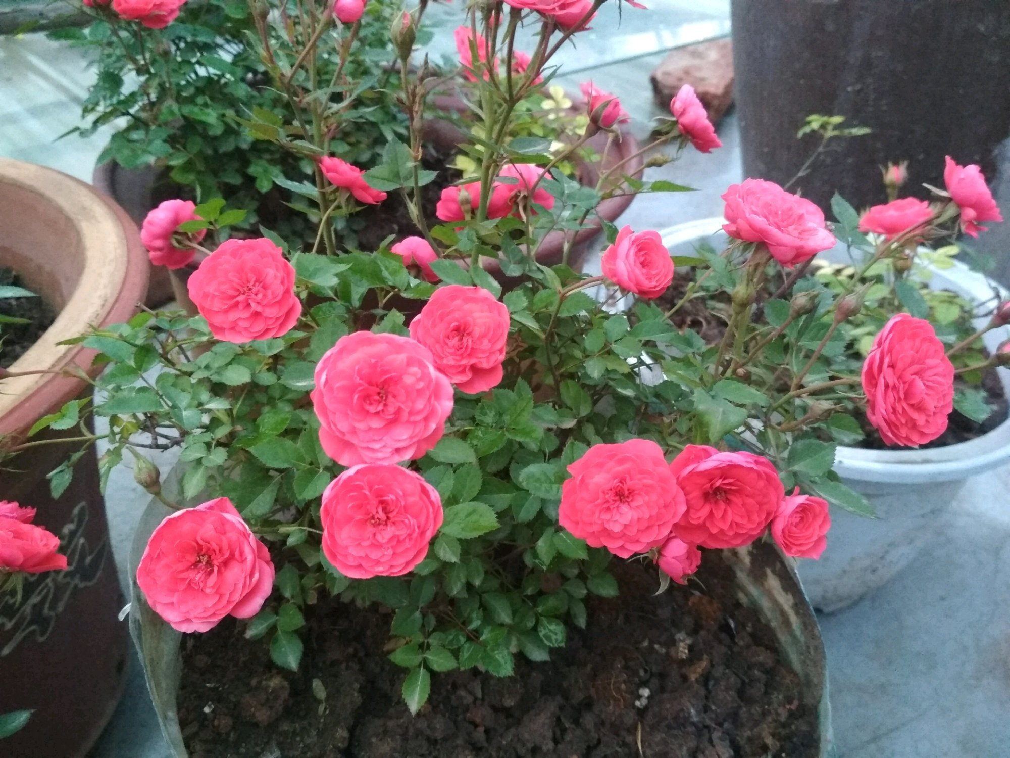 阳台养花选这款,全年开花,花多易爆盆,漂亮又好养,你值得拥有