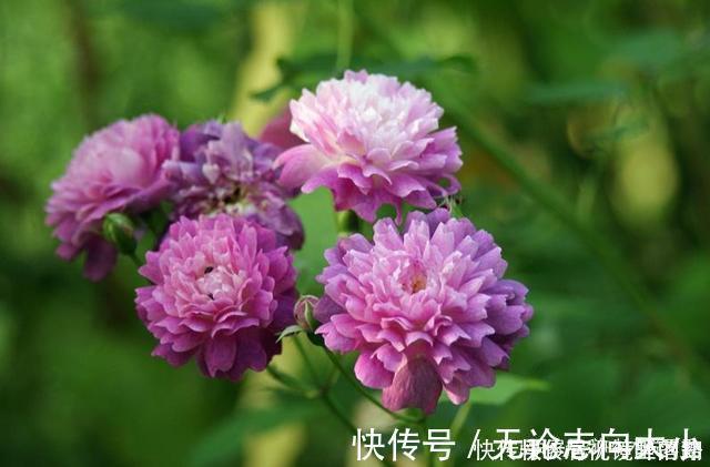 月季|20款紫色月季品种。浓香、抗病非常好养，天然紫色唯美盛开