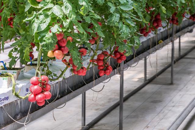 西红柿长成“大树”,一年挂果6000斤,一棵吃一年,就怕你不会种