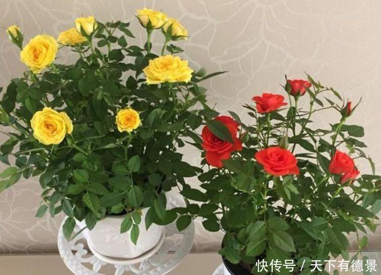 家养几款植物,给点阳光就灿烂,阳台开出花海,满屋都飘香