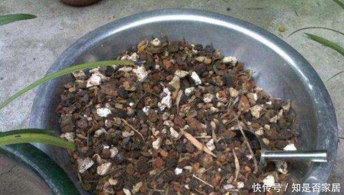 君子兰|好土才能养好君子兰,3种“废物”搭配,不花一分钱,根系长满盆