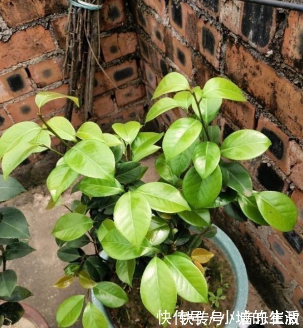 枫树|5种花扔外头,越下雨开得越好,超漂亮!5种花扔外头,越下雨开得越好,超漂亮!