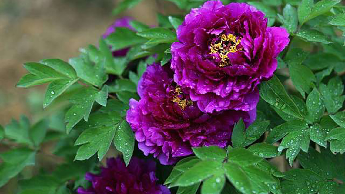 牡丹真国色&刘禹锡为了抒发壮志,写了一首诗赞扬牡丹,最后两句流传千古