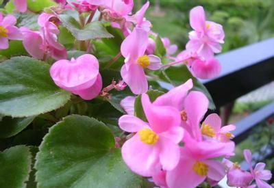 种花|这10种花花期超长又好养,你都知道吗?