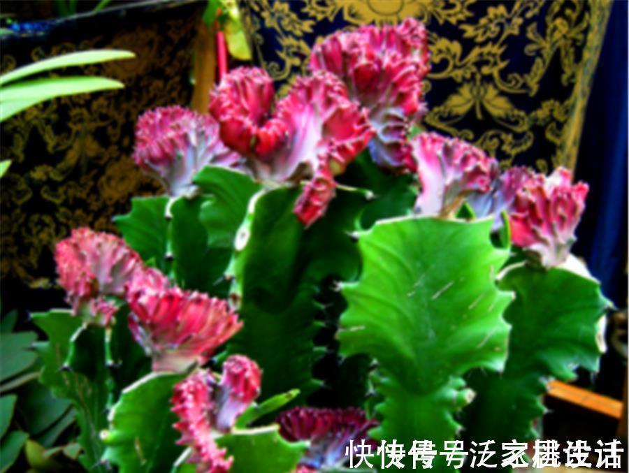 生根剂|威猛霸气的龙骨,夏季扦插正当时,做好5个点,快速生根长得壮