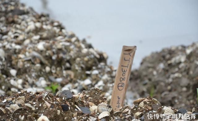 井头山遗址考古惊喜连连,发现中国最古老工艺最先进航海船桨
