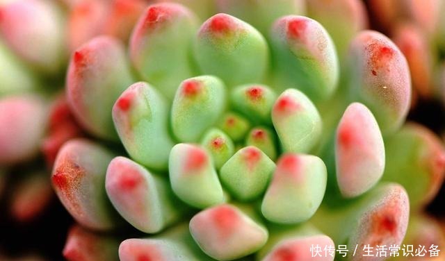 多肉烟煤病来袭，这5种特别容易得，一不小心叶子就没有了！