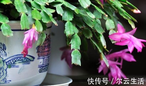 养花|张大爷养蟹爪兰只要一个鸡蛋,一个小技巧,枝头冒出无数花苞