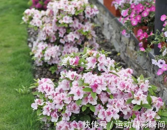 越来越多的人舍弃西洋杜鹃,却爱养四季开花的它,低维护是重点