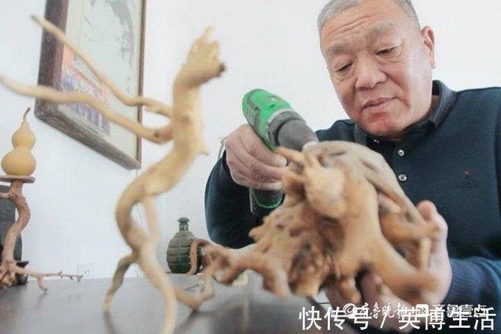 趵突泉|隐匿市区潜心研究养菊36年，“菊王“卞锁军的花匠情怀