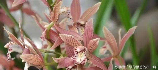 兰花有“三喜三怕”,顺着它养护,顺利春化,独苗绽放层叠群兰