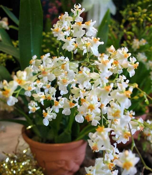 “年味十足”的11种花,颜值高寓意好,想买要趁早,晚了会涨价