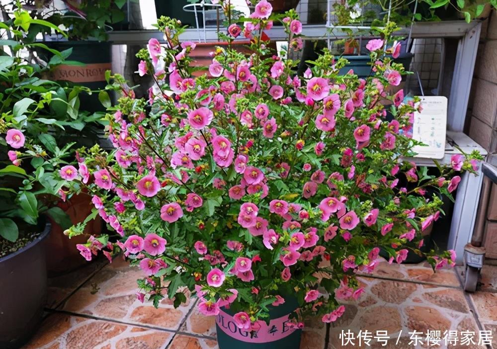 蓝雪花蓝雪花|老花匠夏天必养的3种花,长势旺不休眠,清新漂亮惹人爱