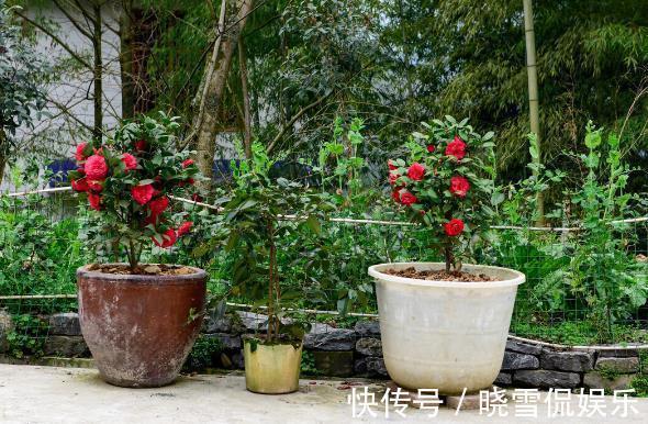 茶花|秋天养茶花,牢记四个“不”,花苞变大快,看着就开心