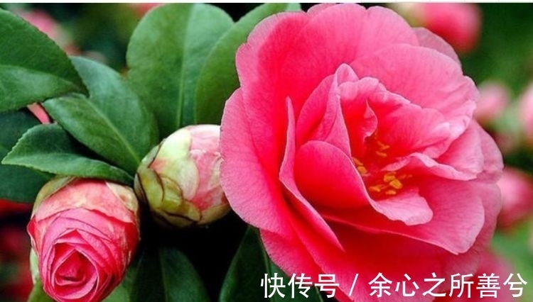 花色|几种花卉超好养,沾土就能活开花就爆盆,不易生病好养护