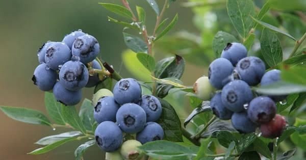 蓝莓|一旦查出高血压,难吃也要多吃“它”,增强血管弹性,血压更稳定