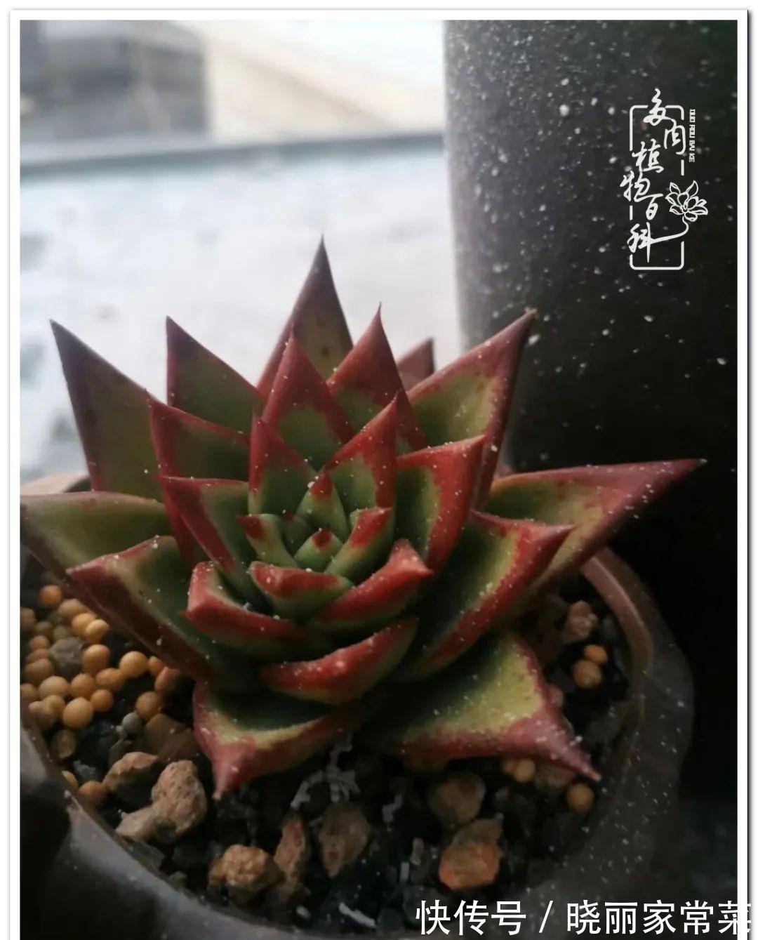 百科|多肉之路,让我沉醉,浮世三千,有肉就欢!