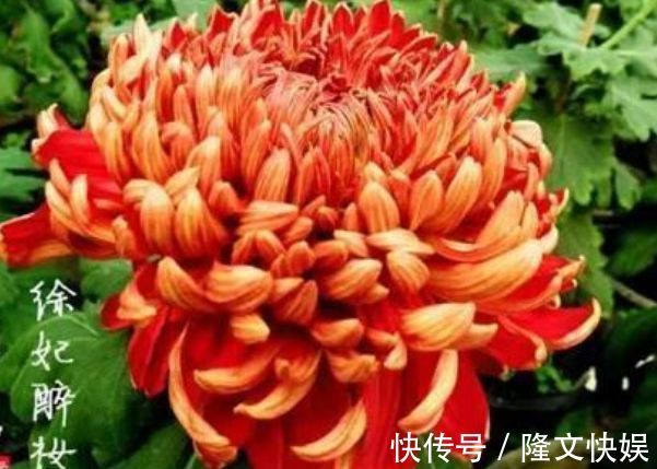 喜欢牡丹，不如养”优良名菊“徐妃醉妆，如秀丽妆容，清奇典雅