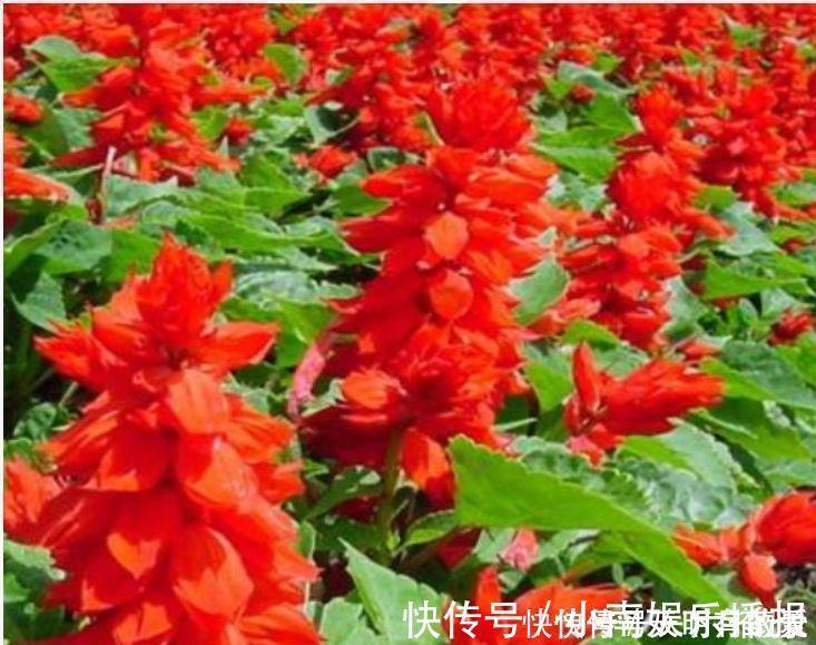 藤本|适合养在阳台的花卉,花开不断,花大色艳很漂亮