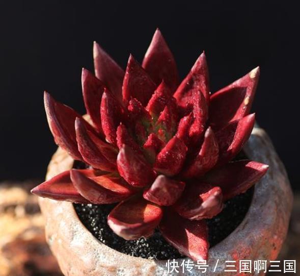 10种适合新手的多肉,生命力顽强,一年到头都有好状态,真美