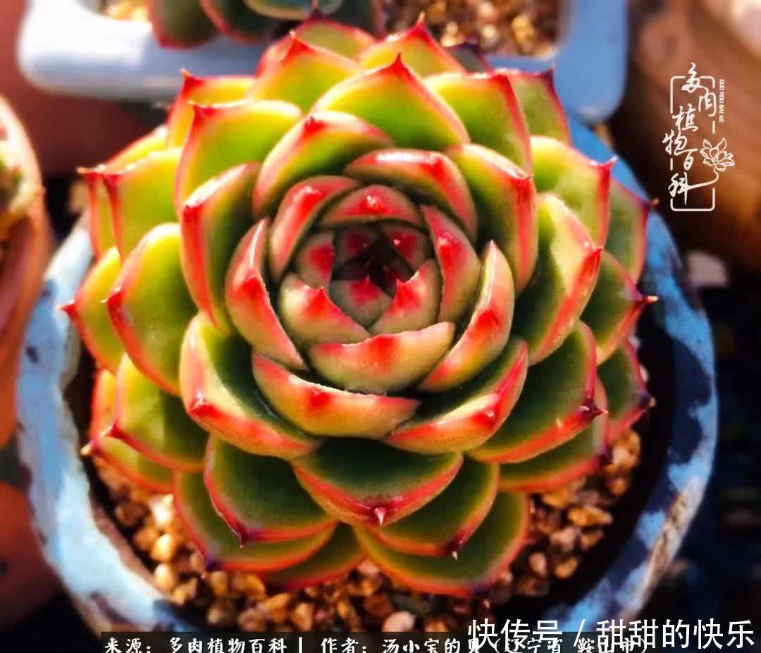 蚧壳虫|远嫁他乡,多肉是我孤寂时最美的陪伴!