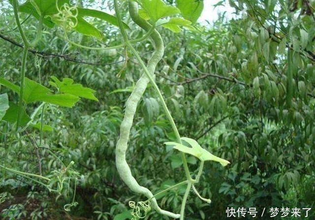 特效药|它是治疗黄疸“特效药”,农村很常见,若有需要,抓紧收藏!