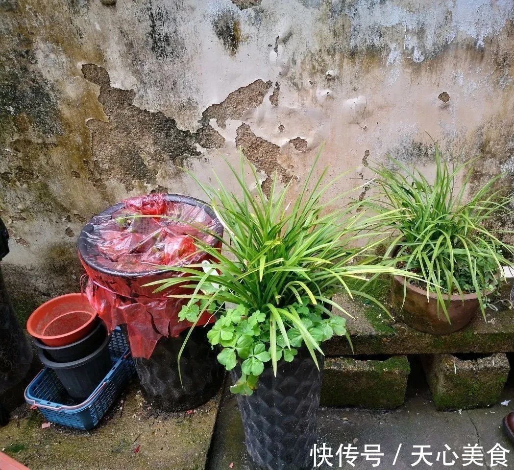 植料|春兰、蕙兰这样种植,4年不翻盆,也从没发现烂根