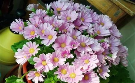 夏天|5月来临,3种花别再买了,怕热又怕晒,养不好白费力