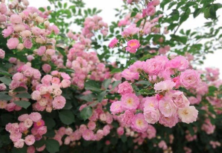  花卉|家养几种花卉，阳台开出花海，花朵仙又美