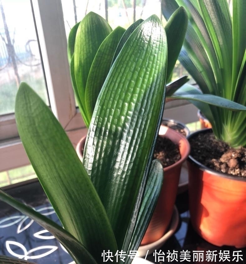 君子兰不长新叶多是这些因素导致这样养,让君子兰快速生长