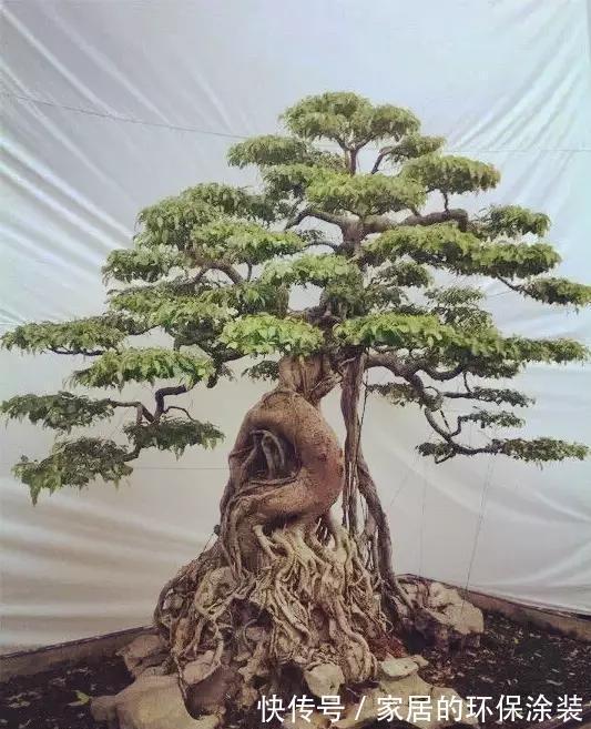 漂亮|漂亮的附石盆景，令人爱不忍释