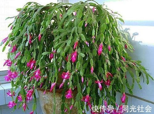 秋冬养蟹爪兰，做好4件事，叶片肥又绿，花开满枝头！