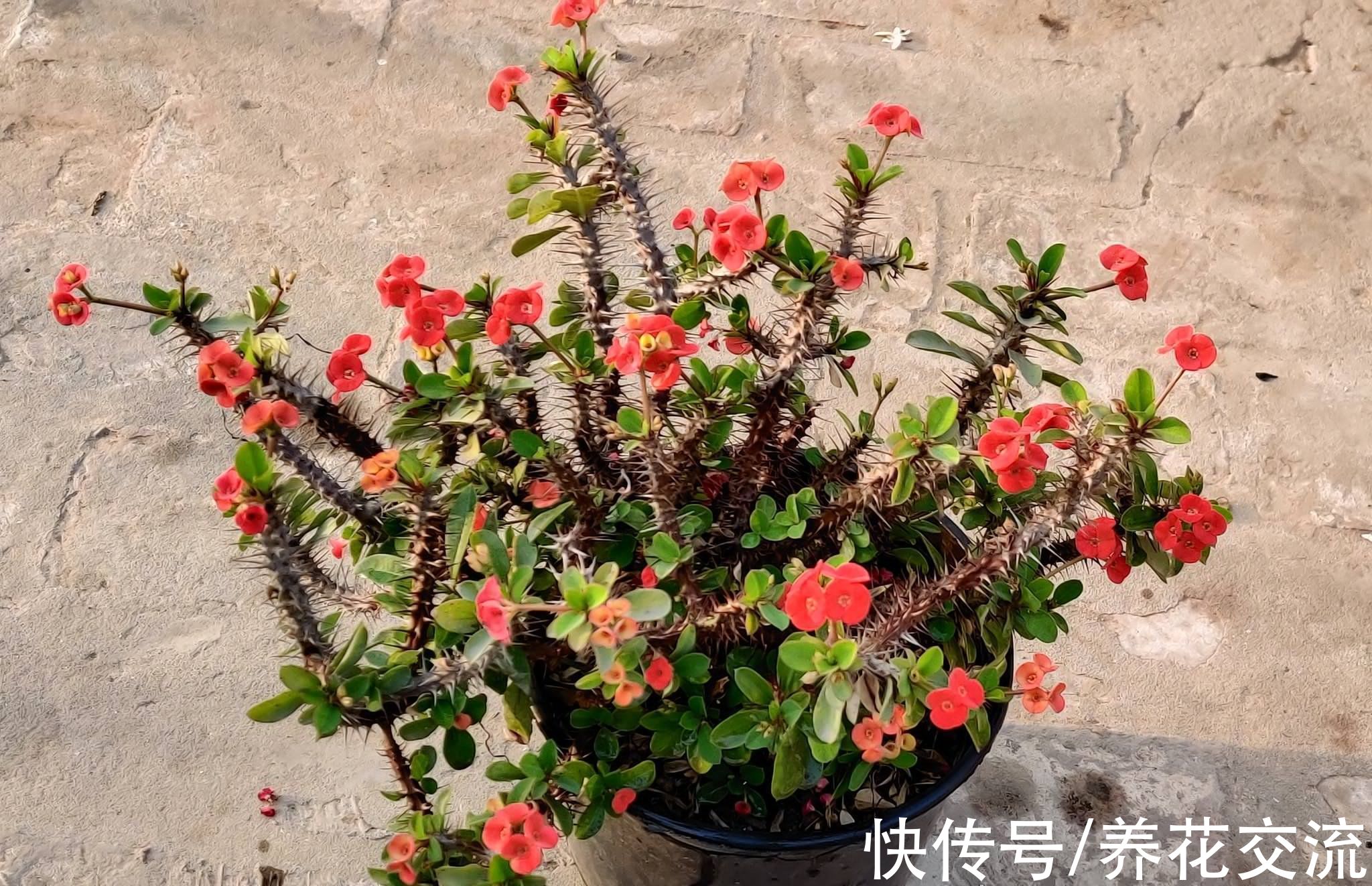 马缨丹|五种不怕西晒的开花植物，阳光越多，开花的效果越好