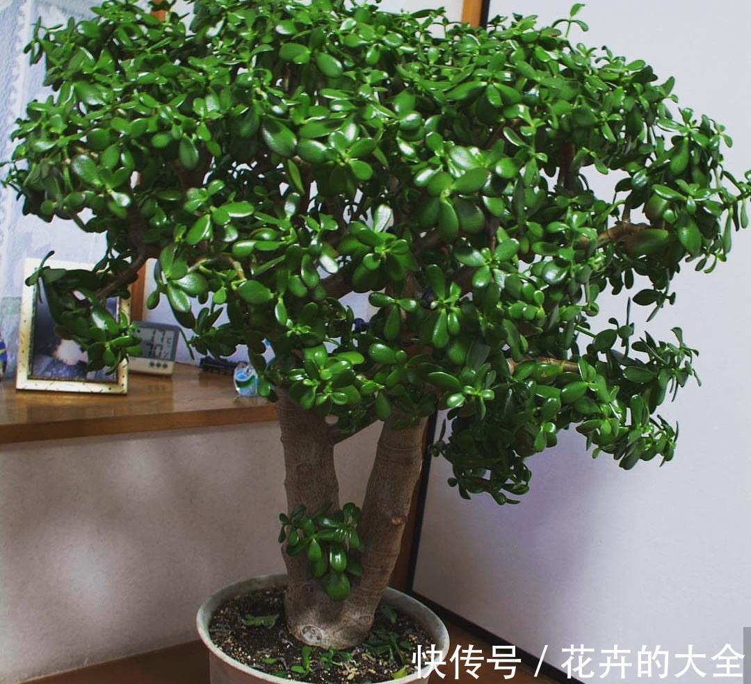 利于健康的“9种花”，株型雅致有格调，寓意“吉祥”有韵味