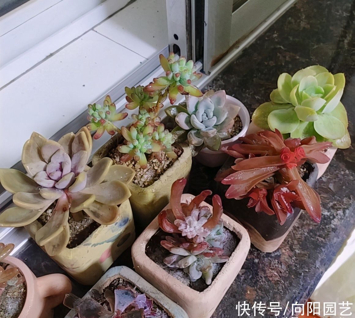 冬季养多肉,“禁区”要知道,老手分享经验,新手养肉不发愁