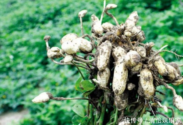 花生滋血通乳、润肺止咳，掌握四个小技巧，种出优质高产花生