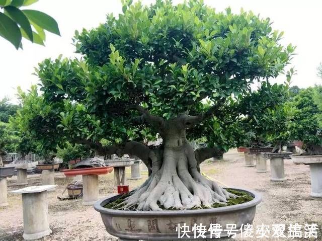 榕树盆景怎么养到根冒枝壮造型美,盆景大咖常用的3种方法