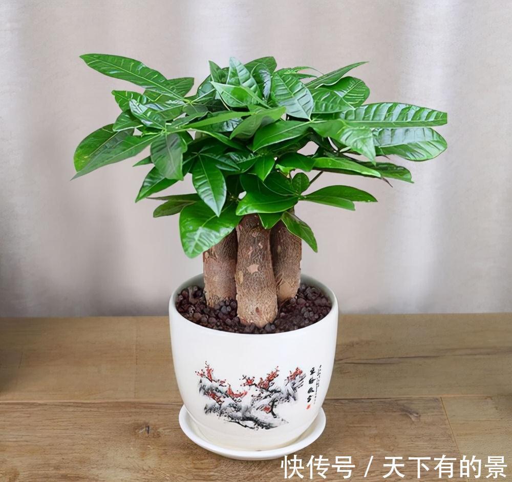 “穷养”5种花,用小花盆栽种,多晒少管更利于生长,又美又值钱