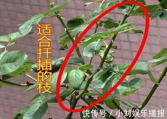 入秋扦插“6种花”，7天就生大白根，告别“黑腐烂”呼呼窜大个